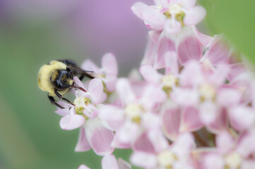 Bumble bee on flowers