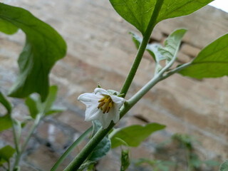 Fototapeta premium white flowers in a garden
