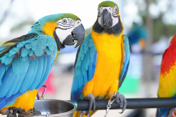 Blue gold macaw parrot standing on a perch.