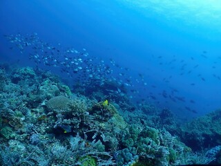 Coral reef in Lazi, Siquijor