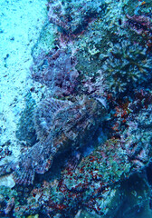 Scorpion fish at coral reef in Siquijor