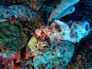 Scprpion fish at Paliton wall, in Siquijor