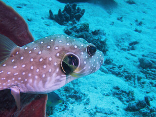 Swimming White-spotted puffer in Siquijor © Keiko