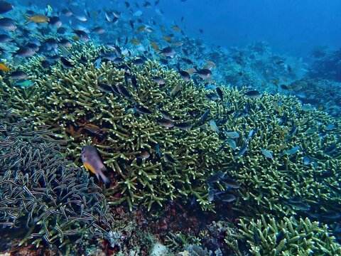 Coral reef and Fishes in Maite Sanctuary, Siquijor