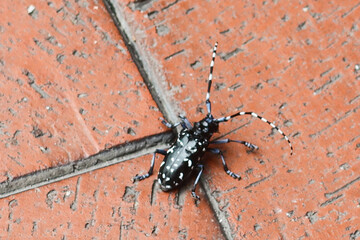 close up of black with white spot White-spotted longicorn beetle