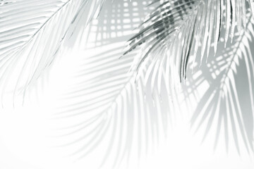 Obraz premium Abstract blur of tropical leaves pattern background.luxury palm leaf design with shadow.nature concepts