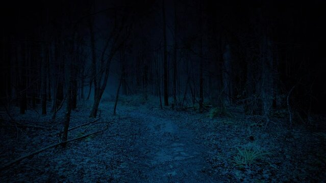 Bleak Muddy Woodland Path In The Dark POV
