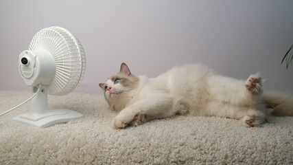 Cat lying in front of a white fan.