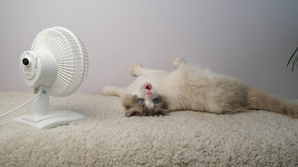 Cat lying in front of a white fan.