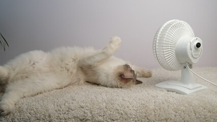 Cat lying in front of a white fan.