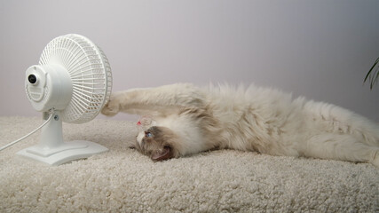 Cat lying in front of a white fan.