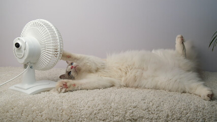 Cat lying in front of a white fan.