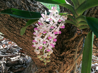 Purple Rhynchostylis gigantea orchid flower blooming beautifully in the garden ,with warm sunshine in the winter of the country Thailand.
