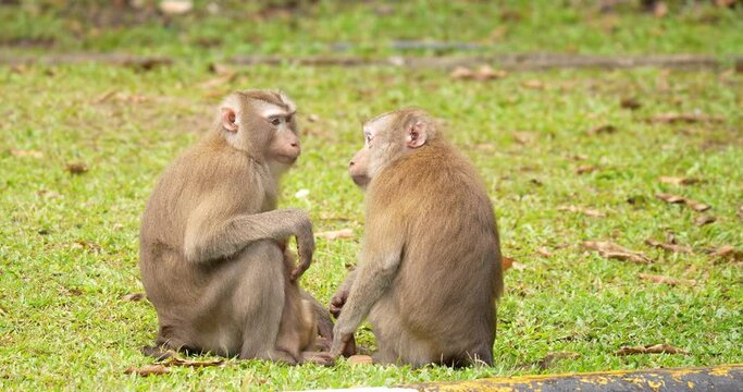 Northern pig-tailed macaque (Macaca leonina) monkey family at Khao Yai National Park during the afternoon, Thailand.