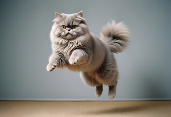 Persinan cat jumping