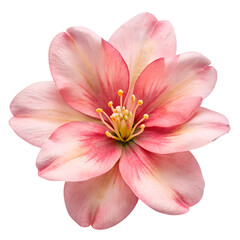 Pink Flower PNG,  use for botanical illustrations, natural decor, floral arrangements, greeting cards, wedding invitations, nature-themed, crafts, scrapbooking, home decor