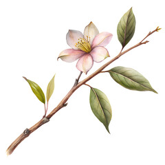 Obraz premium Twig Flower PNG use for botanical illustrations, natural decor, floral arrangements, greeting cards, wedding invitations, nature-themed, crafts, scrapbooking, home decor