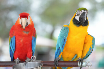 Blue gold macaw parrot standing on a perch.