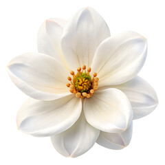 Obraz premium White Flower PNG use for wedding invitations, greeting cards, floral designs, website graphics, digital scrapbooking, product packaging, home decor, 