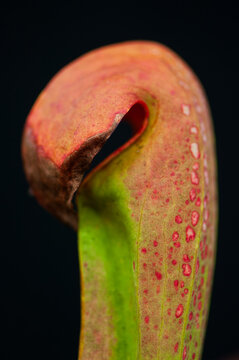 Closeup of a pitcher plant in Francis Marion National Forest, South Carolina