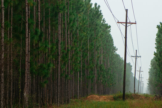 Longleaf Pine stands separated by a power line cut in Francis Marion National Forest near Charleston, South Carolina