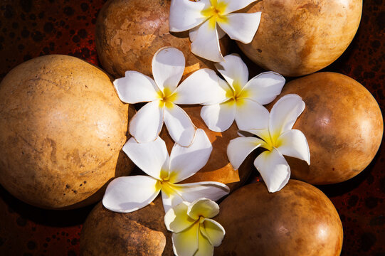 Closeup of white Hawaiian Plumaria tropical flowers arranged on coconut shells at a wedding in Maui, Hawaii