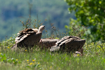 Vautour fauve,.Gyps fulvus, Griffon Vulture, Parc naturel régional des grands causses 48, Lozere, France