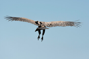 Vautour fauve,.Gyps fulvus, Griffon Vulture, Parc naturel régional des grands causses 48, Lozere, France
