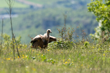 Vautour fauve,.Gyps fulvus, Griffon Vulture, Parc naturel régional des grands causses 48, Lozere, France