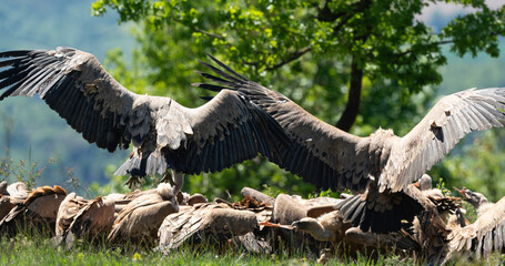 Vautour fauve,.Gyps fulvus, Griffon Vulture, Parc naturel régional des grands causses 48, Lozere,...