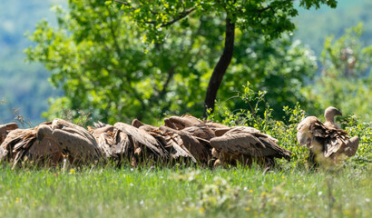 Vautour fauve,.Gyps fulvus, Griffon Vulture, Parc naturel régional des grands causses 48, Lozere, France