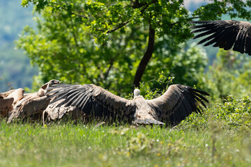 Vautour fauve,.Gyps fulvus, Griffon Vulture, Parc naturel régional des grands causses 48, Lozere, France