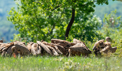 Vautour fauve,.Gyps fulvus, Griffon Vulture, Parc naturel régional des grands causses 48, Lozere, France