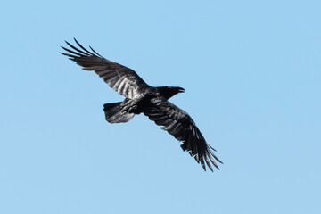 Grand Corbeau,.Corvus corax, Northern Raven