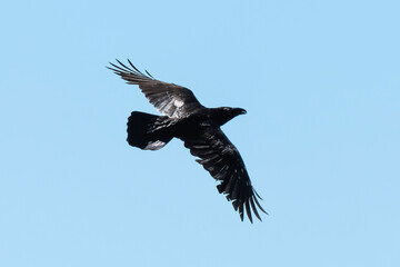 Grand Corbeau,.Corvus corax, Northern Raven