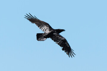 Grand Corbeau,.Corvus corax, Northern Raven