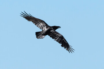 Grand Corbeau,.Corvus corax, Northern Raven