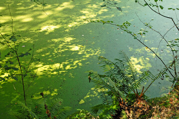 mare, lentille d'eau, Lemna minor, Parc et jardin, chateau de La Roche Jagu, Ploëzal, 22 , Cotes d Armor, Région Bretagne, France