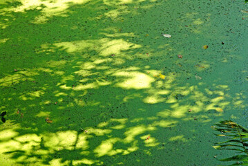 mare, lentille d'eau, Lemna minor, Parc et jardin, chateau de La Roche Jagu, Ploëzal, 22 , Cotes d Armor, Région Bretagne, France