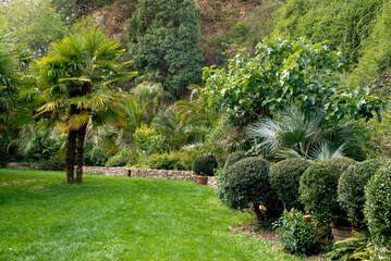 Obraz premium Palmier chanvre, Trachycarpus fortunei, pelouse, buis, Parc et jardin, chateau de La Roche Jagu, Ploëzal, 22, Cotes d Armor, Région Bretagne, France