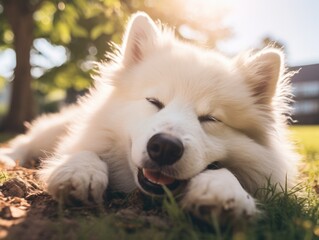 Naklejka premium A white dog is laying on the grass and smiling. The dog appears to be happy and relaxed