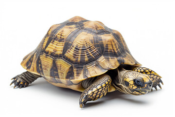 Obraz premium greek tortoise isolated on transparent, png or white background. Save turtles 