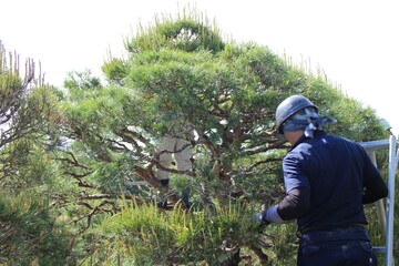 Craftsmen pruning a pine tree in Shugakuin Imperial Villa, Kyoto, Japan