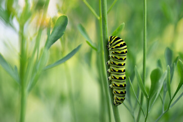Swallowtail caterpillar
