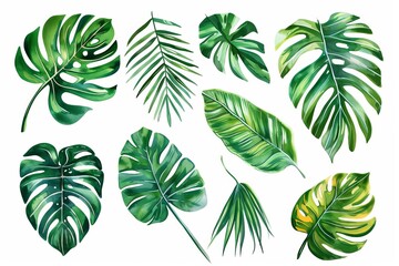 watercolor tropical leaves exotic plants palm fronds and monstera isolated on white vector illustration set