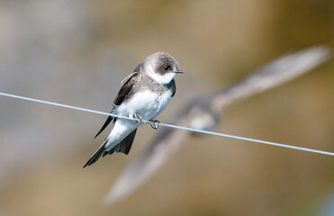 bird on a wire