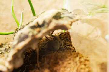 Mexican Red Knee Tarantula Juvenile Spider Molting
