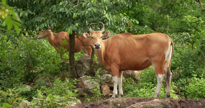 Bos javanicus or Red Bull, It is a type of wild cattle but there are key characteristics different from cattle and bison, a white band bottom in both males and females.