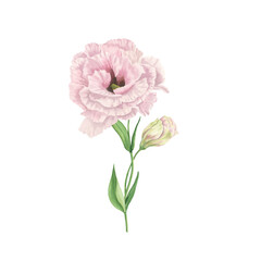 Lisianthus flower watercolor  isolated on white. Spring pink flowers bouquet. Spring Love Rose blossom. Detailed botanical illustration