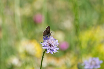 Male Sooty Copper (Lycaena tityrus) butterfly sitting on a small scabious in Zurich, Switzerland